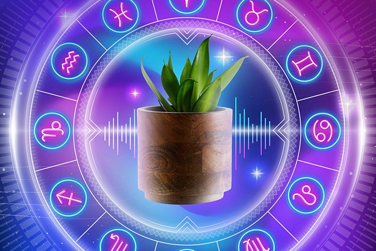 Muud, bitkilerin titreşimlerini müziğe dönüştürdü