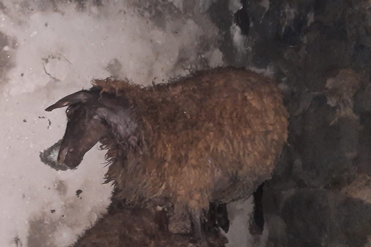 Kars'ta yıldırım isabet eden 9 koyun telef oldu