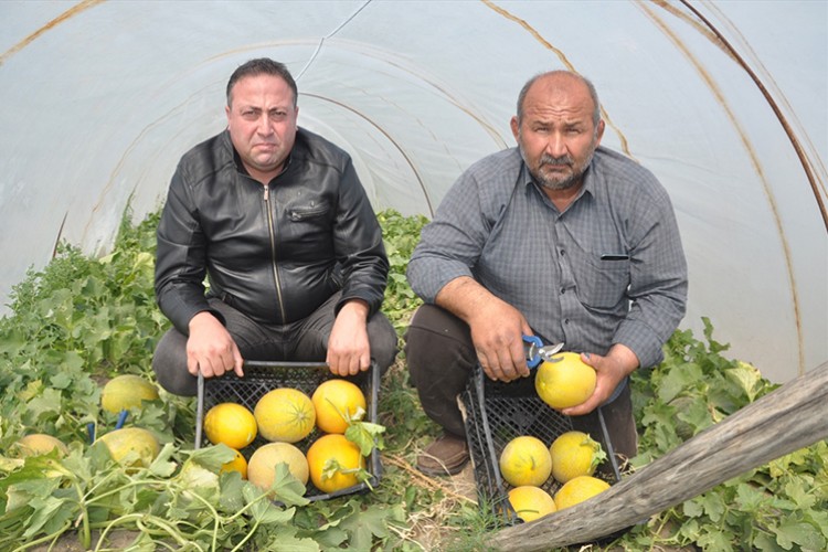 Örtü altı kavunun kilogramı 10 lira