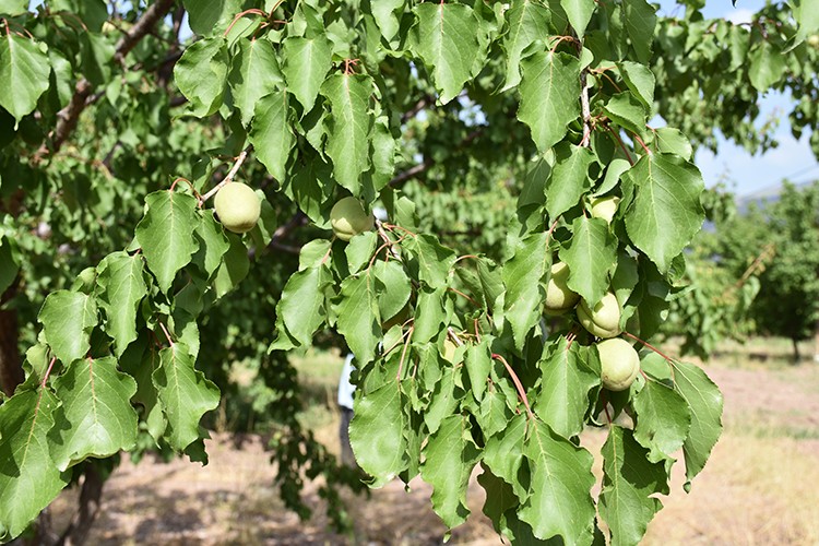 Kayısı fiyatı artıyor mu?..