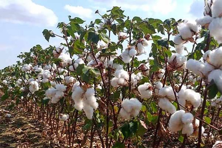 Pamuk fiyatı 10 yıldır ilk defa 1 doları aştı