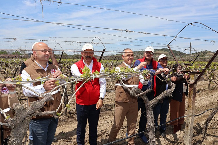 50 bin salkım güvesi tuzağı dağıtıldı