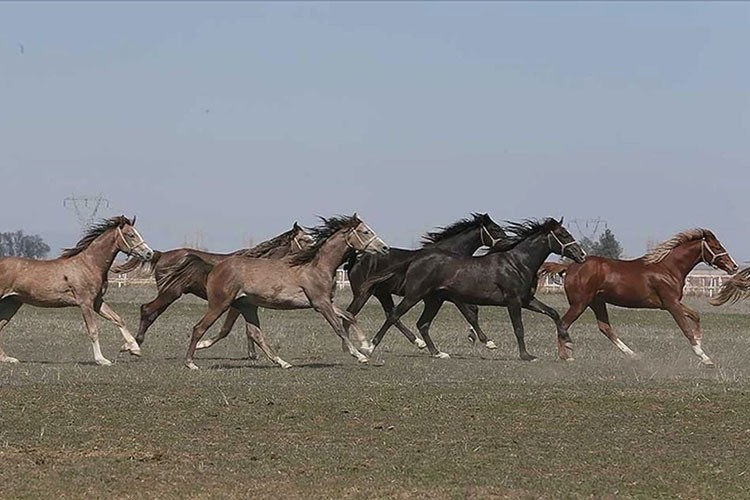 TİGEM 59 safkan Arap koşu tayı satacak