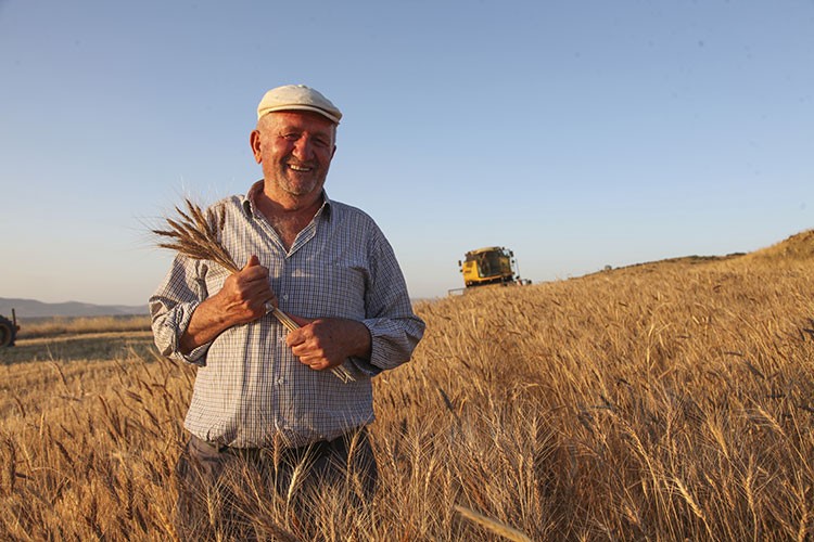 Sertifikalı tohumlar hububatta rekolte beklentisini yükseltti
