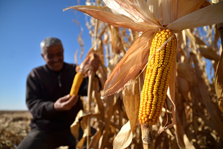 Mısır, fiyatıyla çiftçinin yüzünü güldürdü