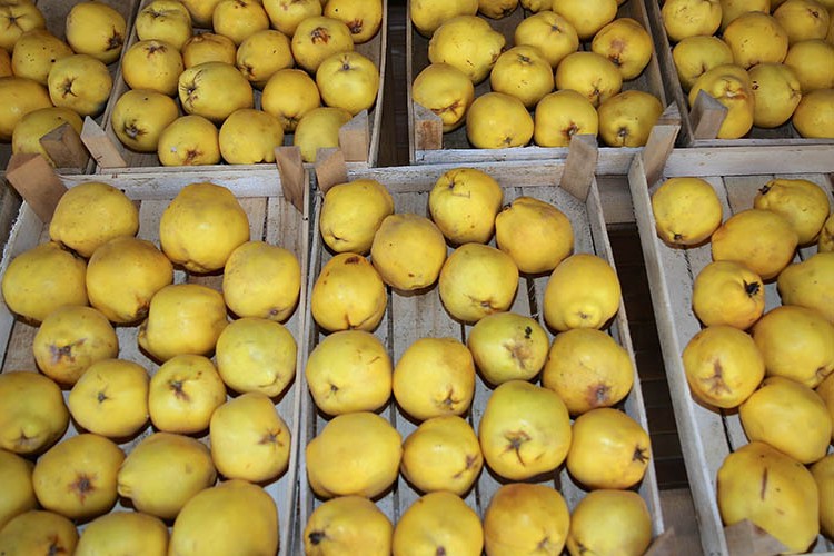 Ayva yüz güldürdü