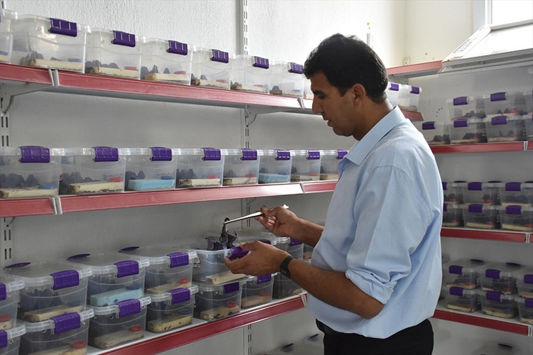 Kurduğu tesiste yaklaşık 3 bin akrebin bakımını yapıyor