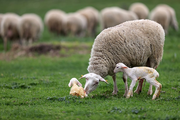 Yılın ilk kuzuları gözlerini açtı