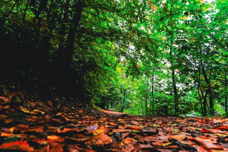 Türkiye'nin orman varlığı dünya standartlarına yaklaştı