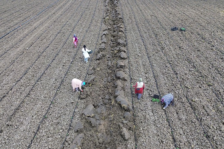Bafra Ovası'nda 18 bin dekar alana kavun karpuz ekimi yapılıyor