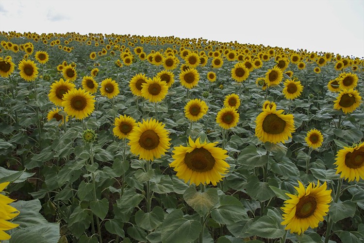 Uşak'ta ayçiçeği ekim alanı 3 yılda yüzde 240 arttı