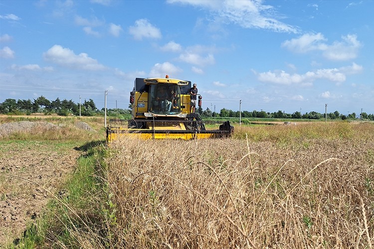 Bafra Ovası'nda hububatta hasat dönemi başladı