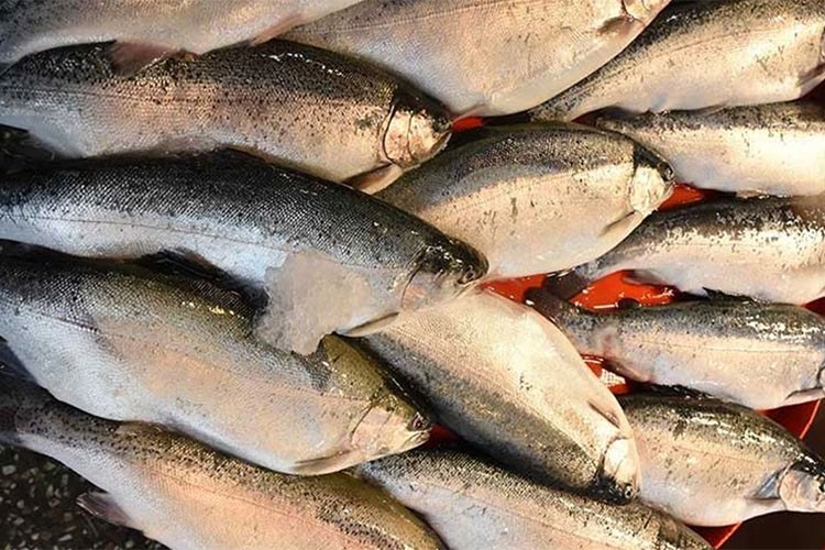 Trabzon'un Türk somonu ihracatı geliri geçen yıl yüzde 18 arttı