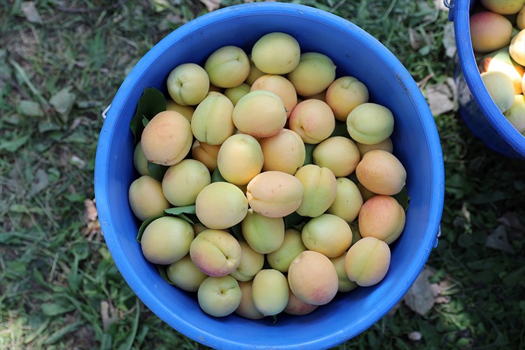 Iğdır kayısısı Avrupa, Rusya, Gürcistan ve Azerbaycan'a ihraç ediliyor