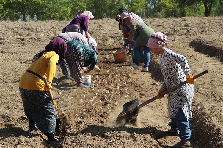 Karabük'te safran toprakla buluştu