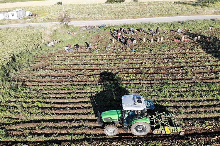 Muğla'da turfanda patatesin hasadına başlandı
