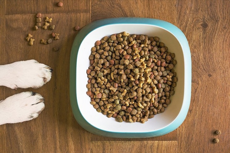 Türkiye'nin kedi ve köpek maması ihracatında artış sürüyor