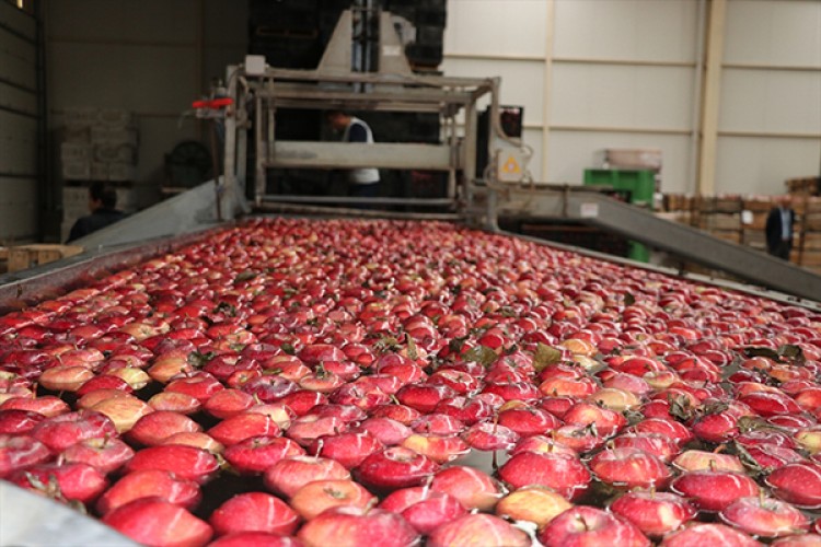 "Türkiye elma üretiminde dünyada üçüncü sırada"