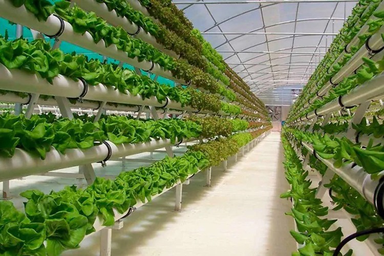 Tarımda sürdürülebilirlik yükseliyor