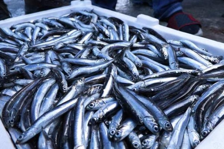 Hamsi 25 ülkede alıcı buldu