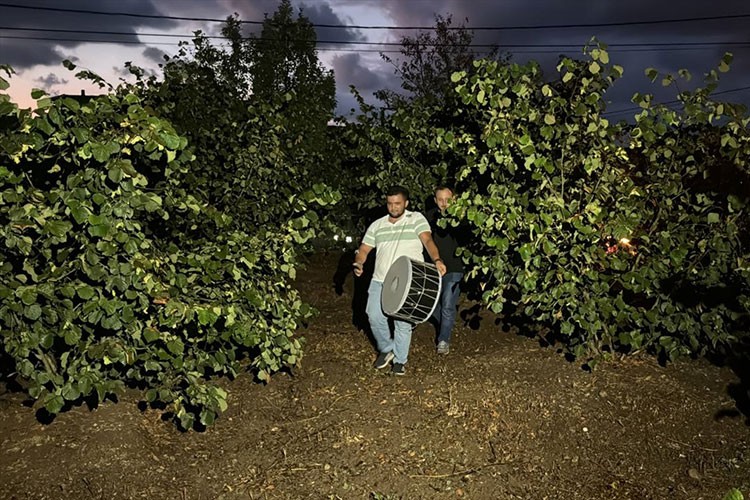 Fındıklarını korumak için "davul nöbeti" tutuyorlar