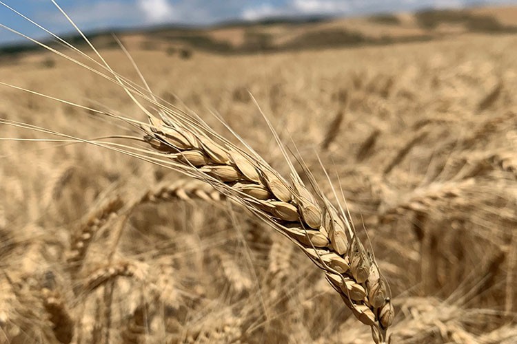 Buğday rekoltesinin bu yıl 19 milyon ton olması bekleniyor
