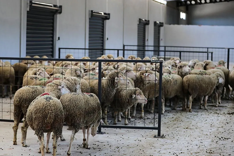Küçükbaş hayvan destek ödemesi bugün yapılacak