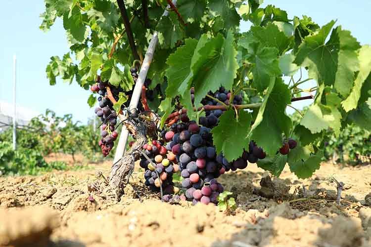 Tekirdağ bağlarında üzüm hasadı başladı