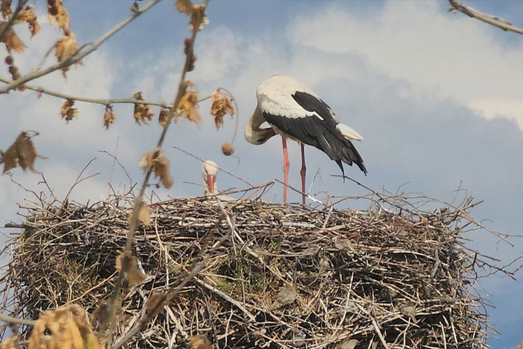 Amasya'da leylekler bahar mevsimiyle yuvalarına döndü