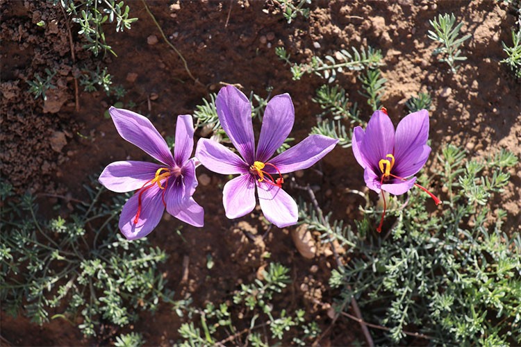 Karabük'te safranın üretimi yaklaşık yüzde 43 arttı