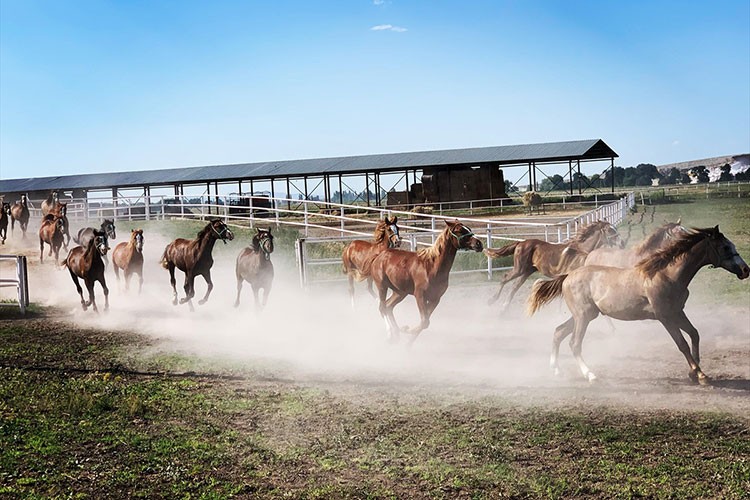 TİGEM'in 2025 yılı safkan Arap tay satış tarihleri belirlendi