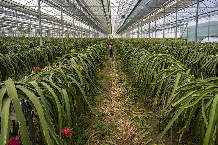 Tescillenen 8 tropikal meyve çeşidi Milli Çeşit Listesi'ne girdi