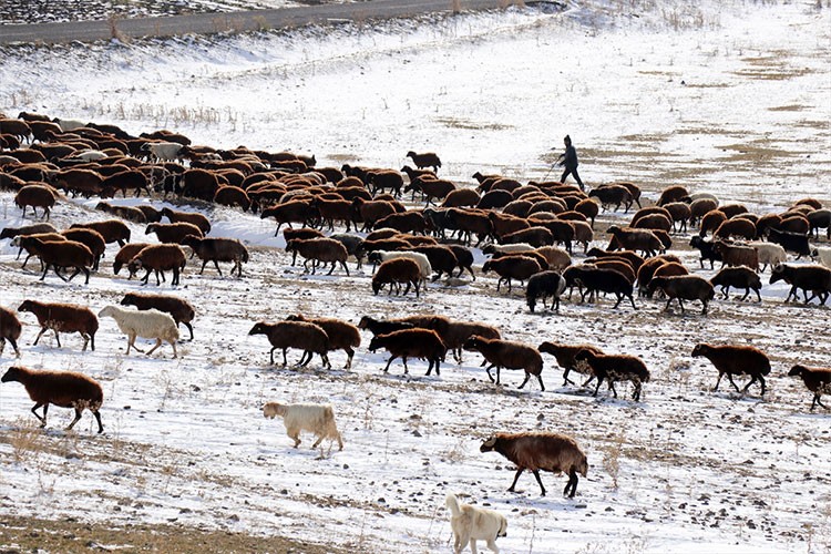 Erken kar yüzünden çobanlar sürüleriyle dönüşe geçti