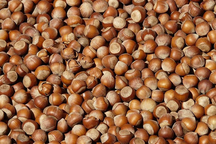 Giresun'da fındık 133-135 lira arasında işlem görüyor