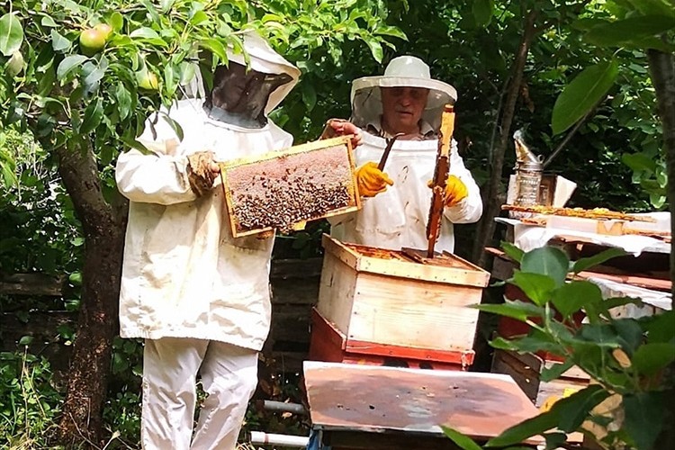 Kestane balında artan verim arıcıları memnun etti