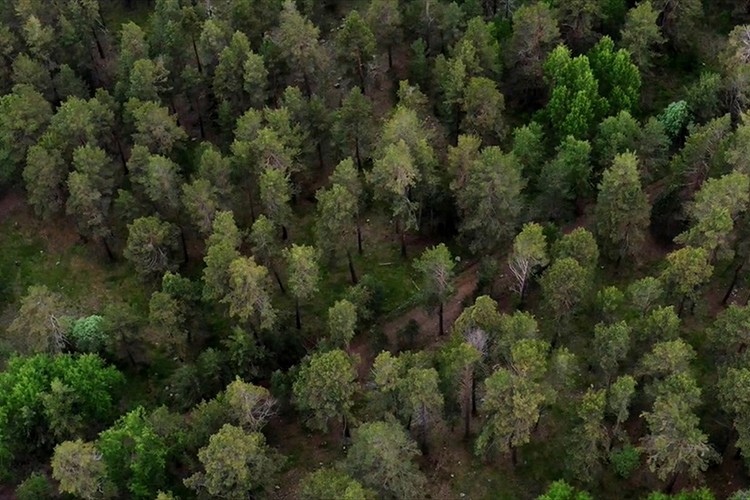 Kars'ta bozayıların kaşındığı ağaçlar ve çevresinde kesim yapılmayacak