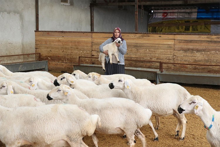 20 koyunla başladığı besicilikte hayvan sayısını 400'e çıkardı
