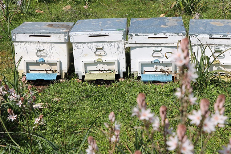 Genç ziraat mühendisi, 800 kovanda bal üretiyor