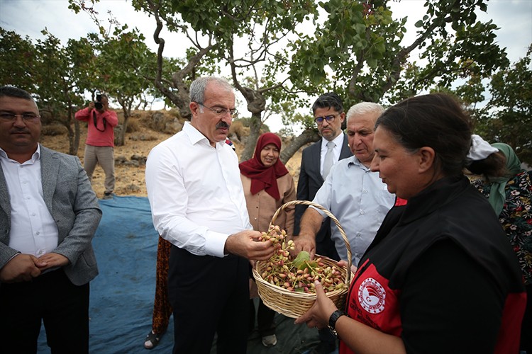 Çanakkale'de menengiçe aşılanan Antep fıstığının hasadı başladı