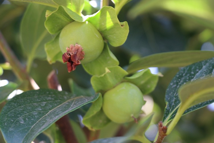 4 yıl önce dikilen Trabzon hurması fidanları ilk meyvelerini verdi