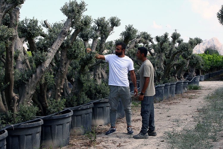 Zeytin ve narenciye ağaçları dekoratif ürünlere dönüştürülüyor
