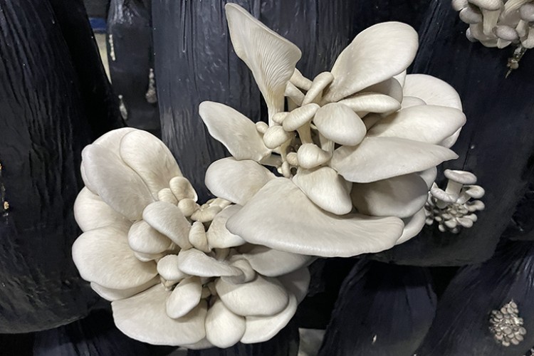 Günlük 500 kilogram mantar üretiliyor