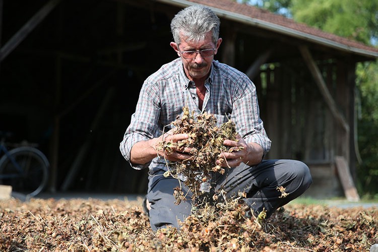 Düzce'de ındık ekili arazilerde hasat sürüyor