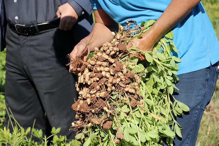 "Ayşehanım" GAP çiftçisine alternatif ürün olacak