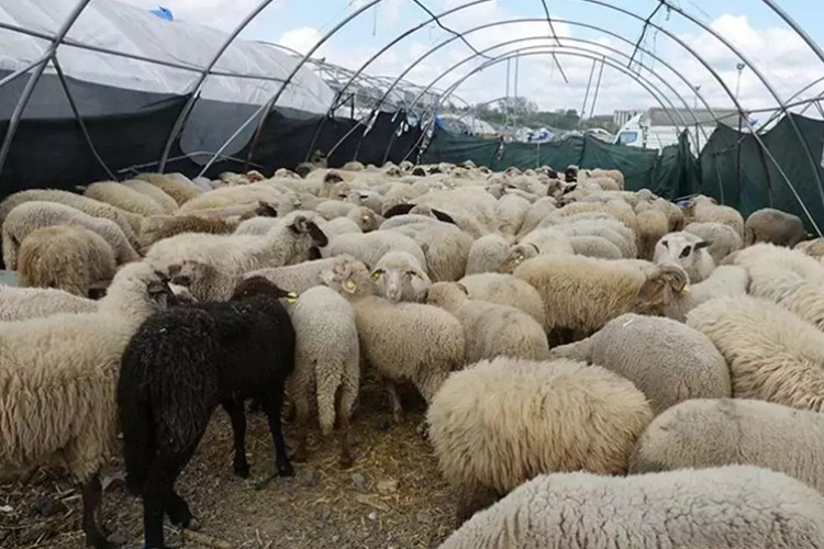 Depremzedelere bedelsiz hayvan dağıtımı başladı