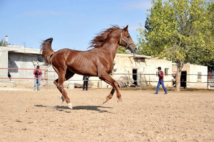 Koşu atı satılacak