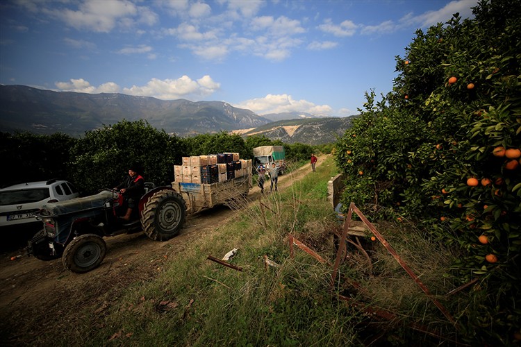 Finike portakalının yüzde 20'si Almanya'ya ihraç ediliyor