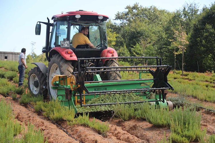 Biberiyede yüksek rekolte bekleniyor