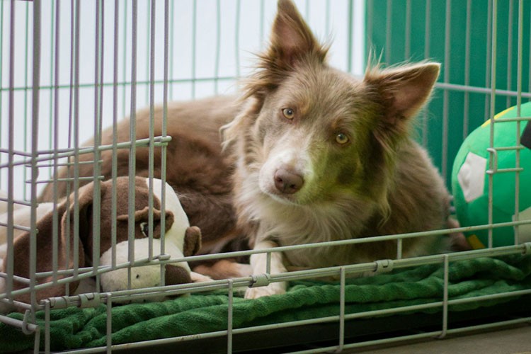 İnternet aramalarında kediler, köpekleri geride bırakıyor