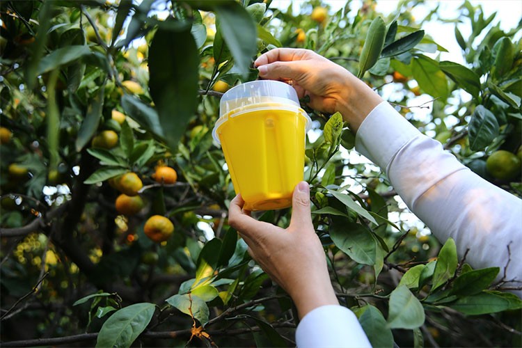 Üreticilere Akdeniz meyve sineğine karşı tuzak dağıtıldı